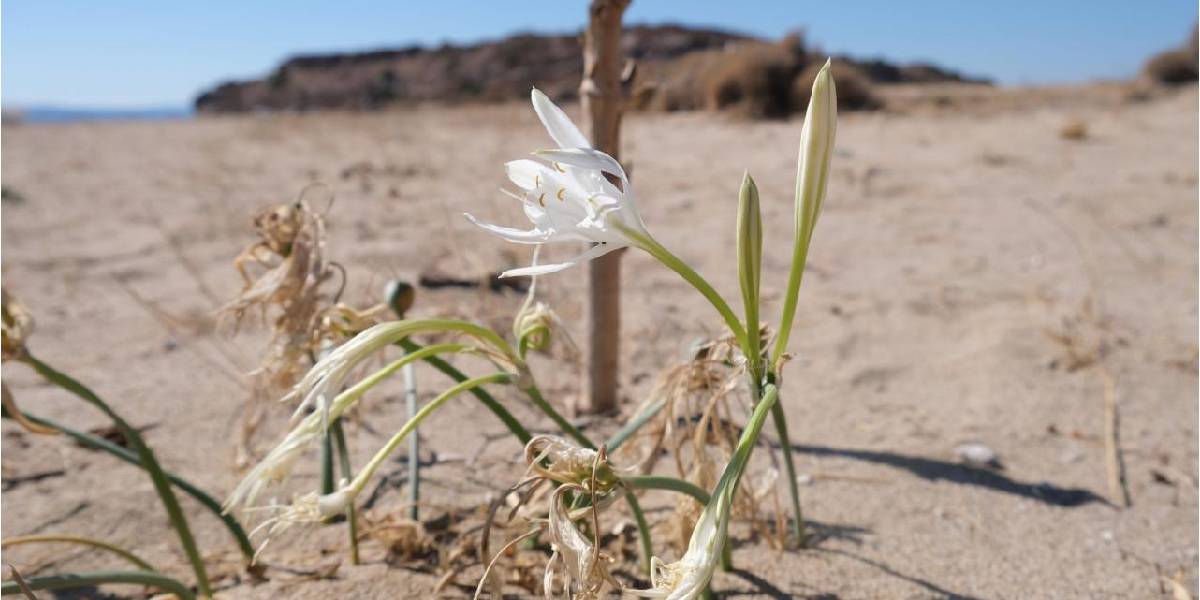 kum-zambaklari-1-001