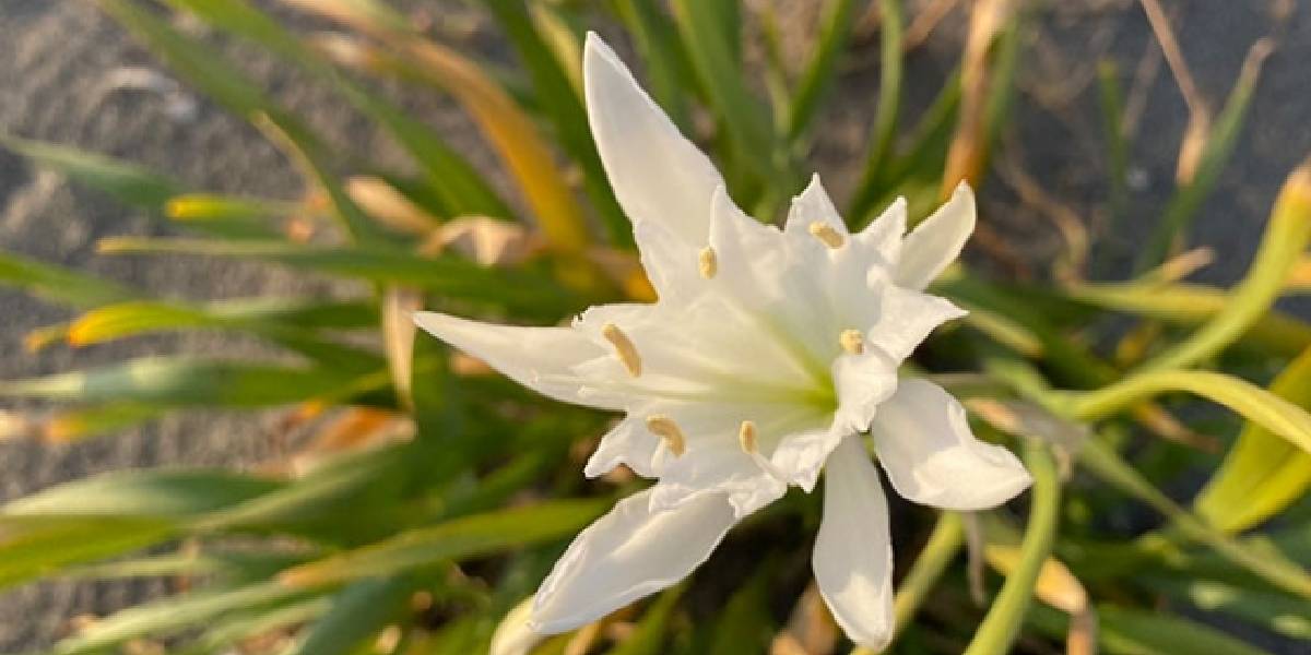 kum-zambaklari-2-001