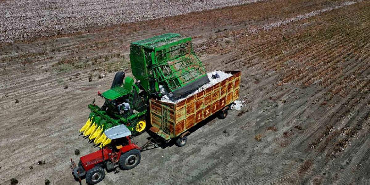 adanada-pamuk-hasadi-1