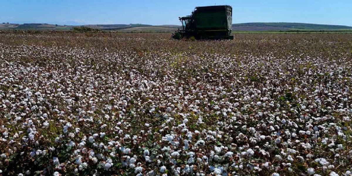 adanada-pamuk-hasadi-2