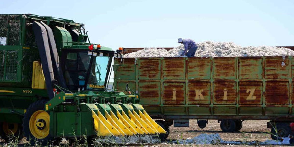 adanada-pamuk-hasadi-4