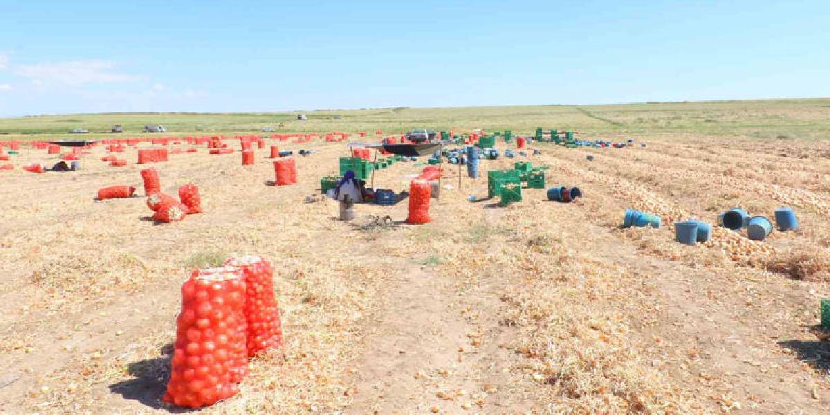 ankarada-kislik-sogan-hasadi-1