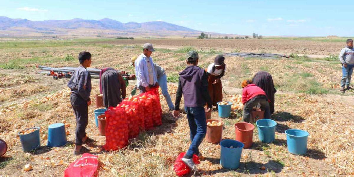 ankarada-kislik-sogan-hasadi-2