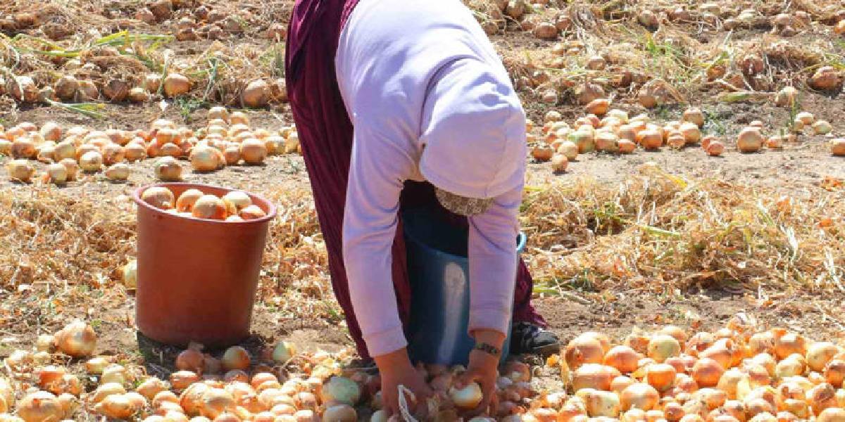 ankarada-kislik-sogan-hasadi-3