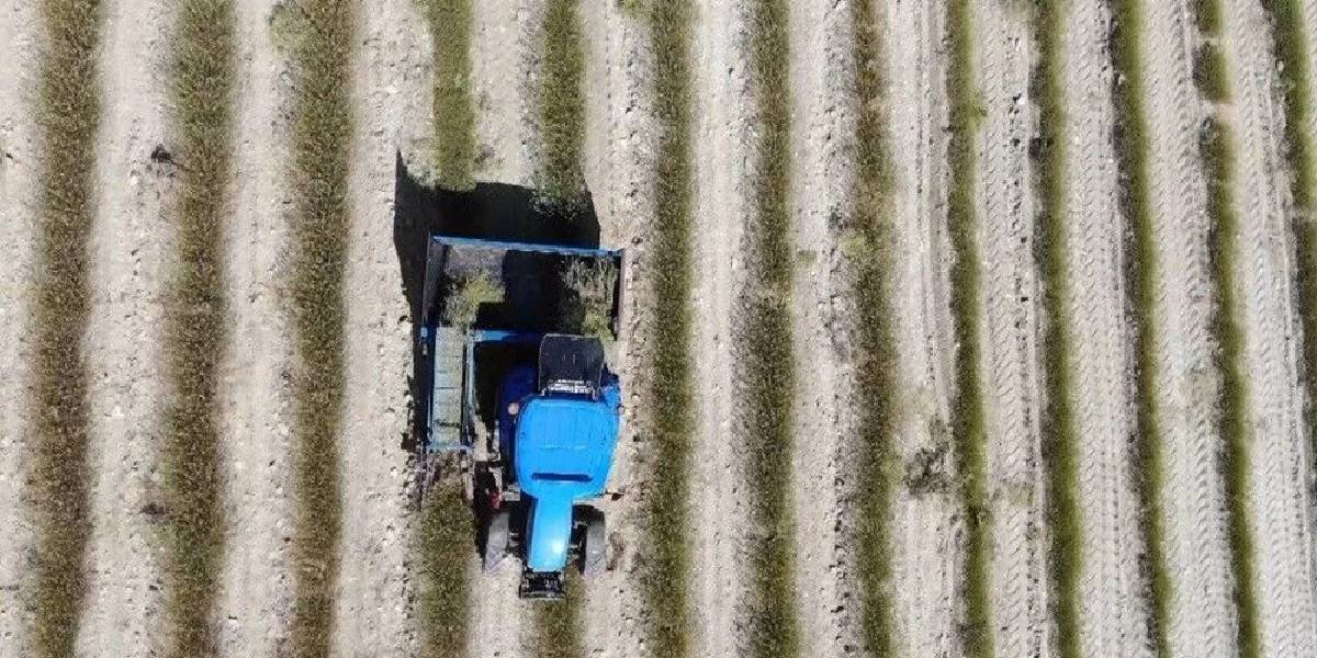 burdurda-lavanta-hasadi-1