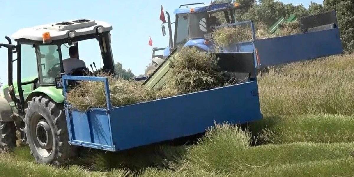 burdurda-lavanta-hasadi-2