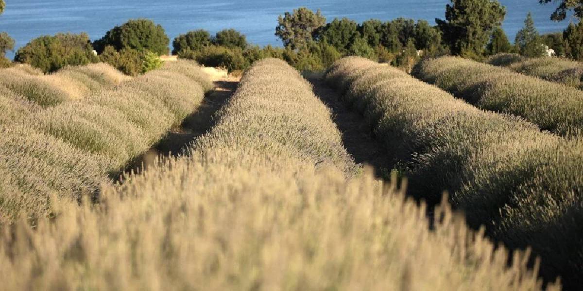 burdurda-lavanta-hasadi-3