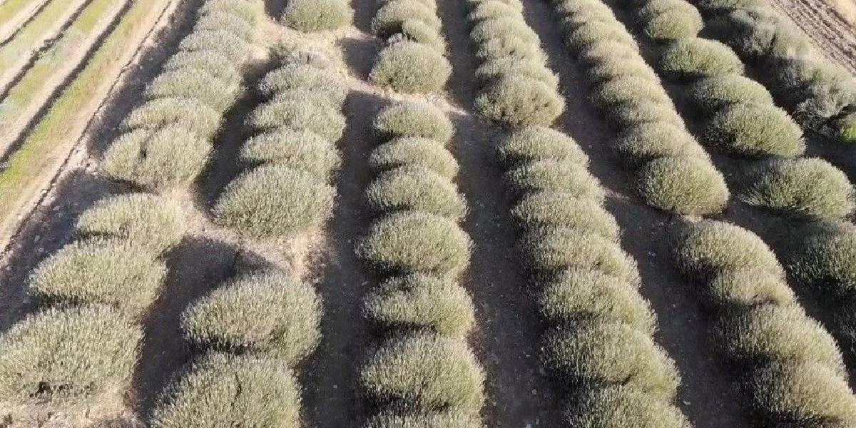 burdurda-lavanta-hasadi-4