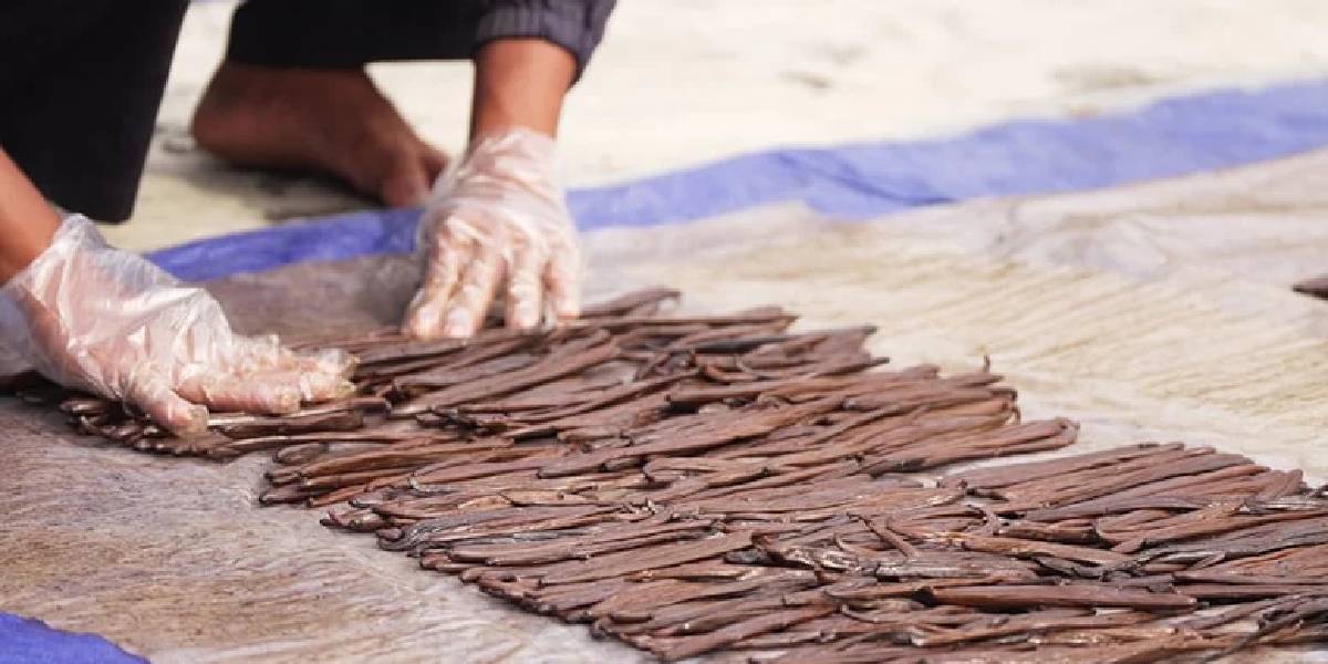 cubuk-vanilya-hasadi-1