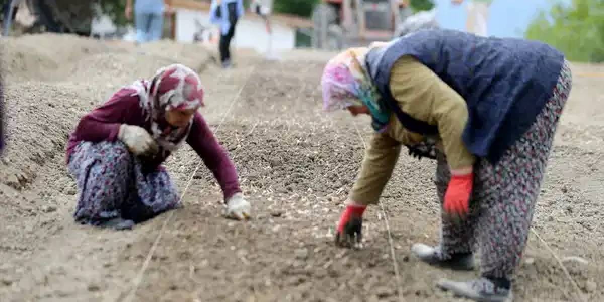 safran-ekimi-basladi-1