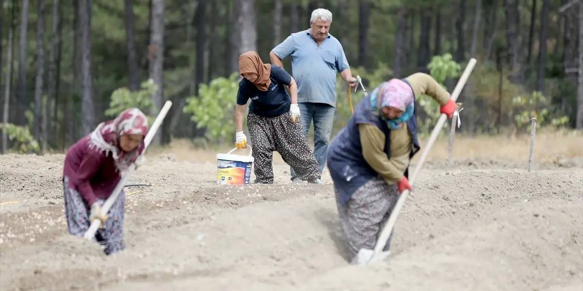 safran-ekimi-basladi-2