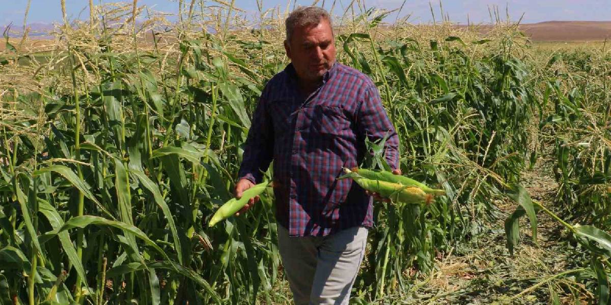 ankarada-misir-hasadi-basladi-1