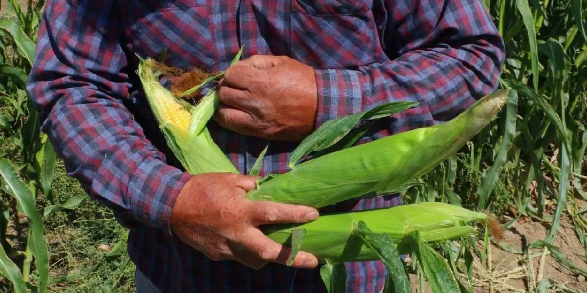 ankarada-misir-hasadi-basladi-2