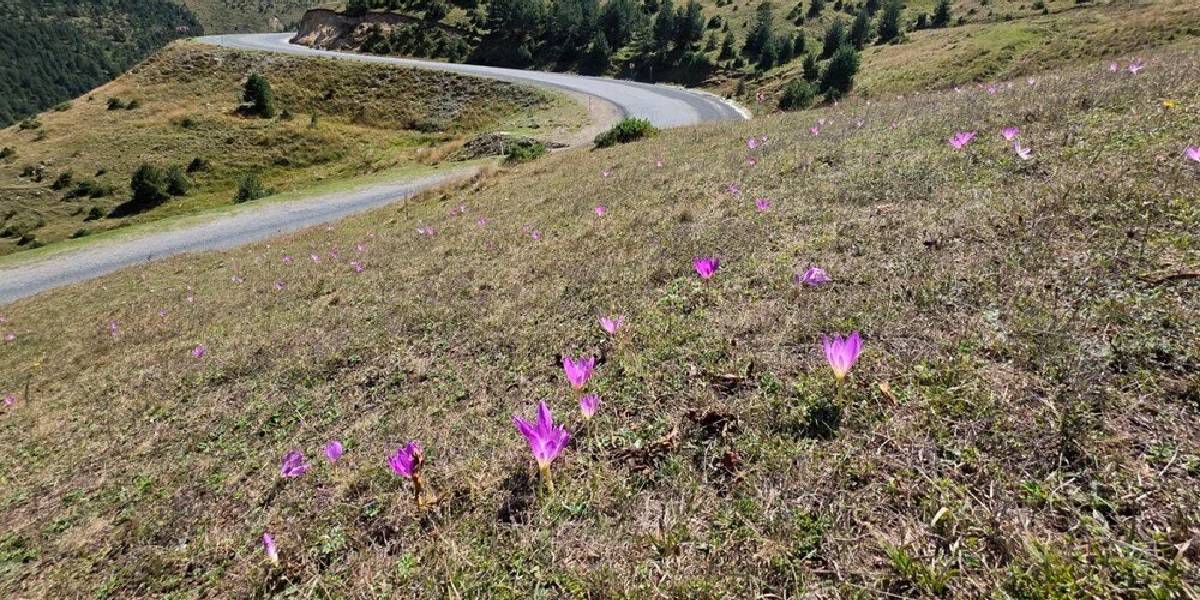 gumushanede-vargit-1