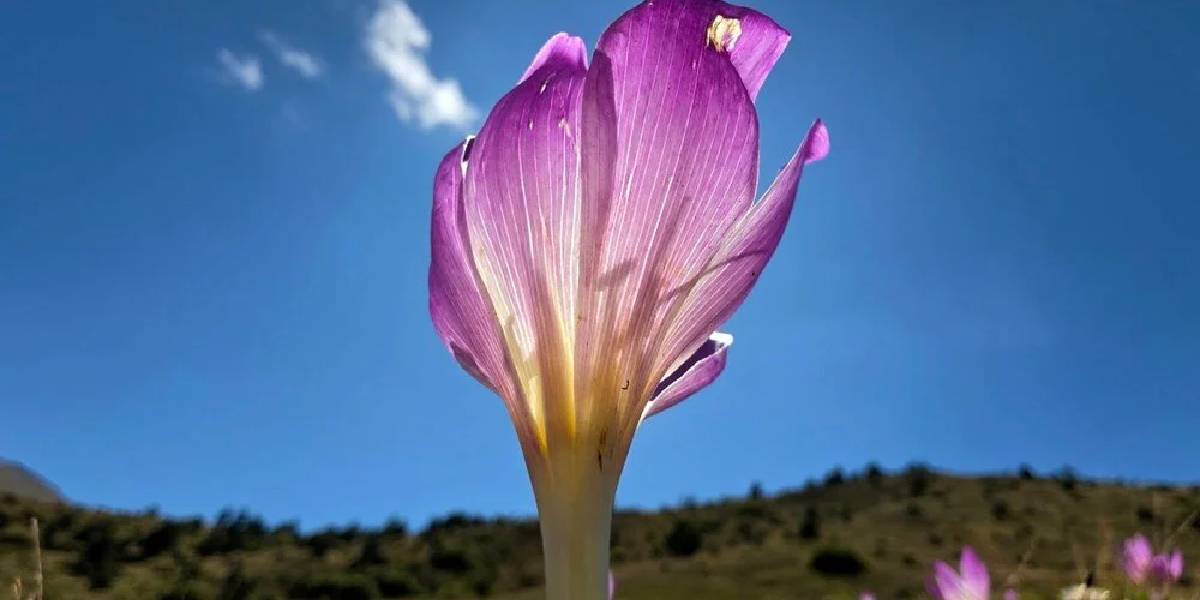 gumushanede-vargit-2