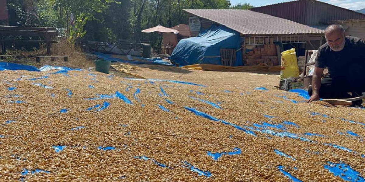 kastamonuda-siyez-mesaisi-2