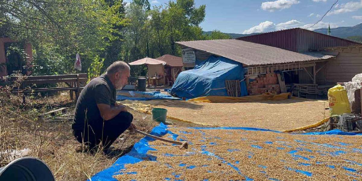 kastamonuda-siyez-mesaisi-3