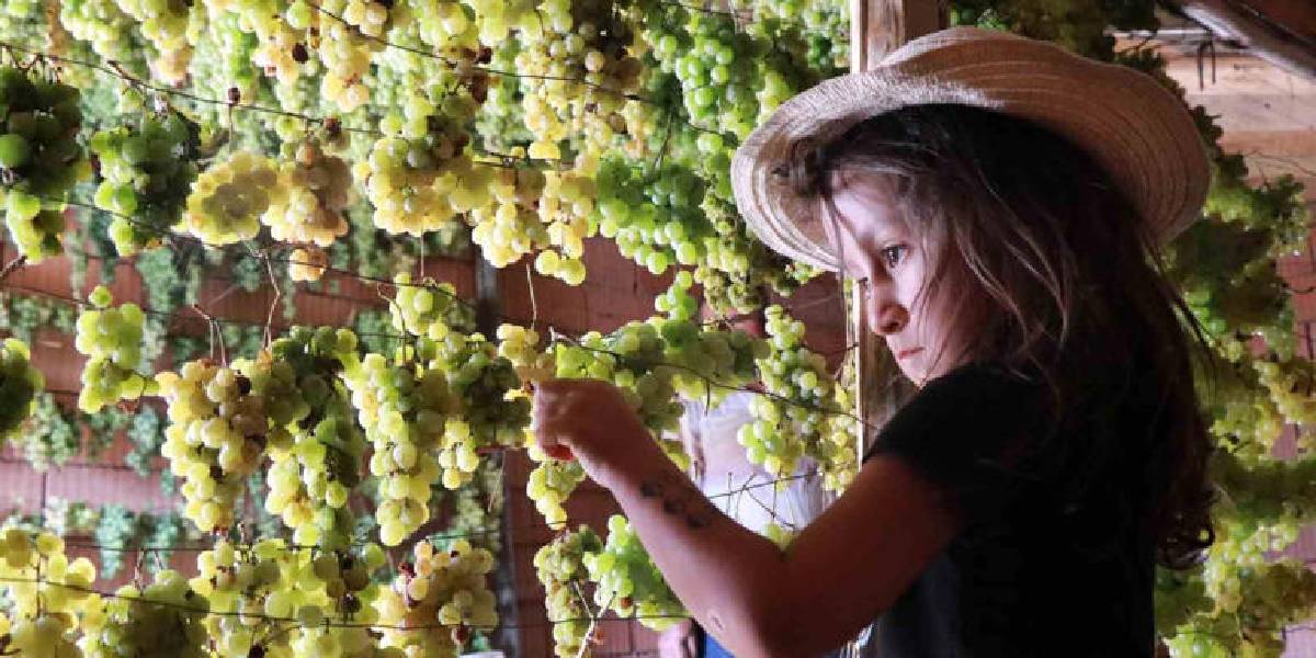 konyada-gok-uzum-hasadi-2