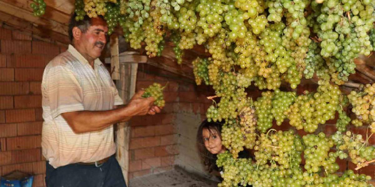 konyada-gok-uzum-hasadi-3