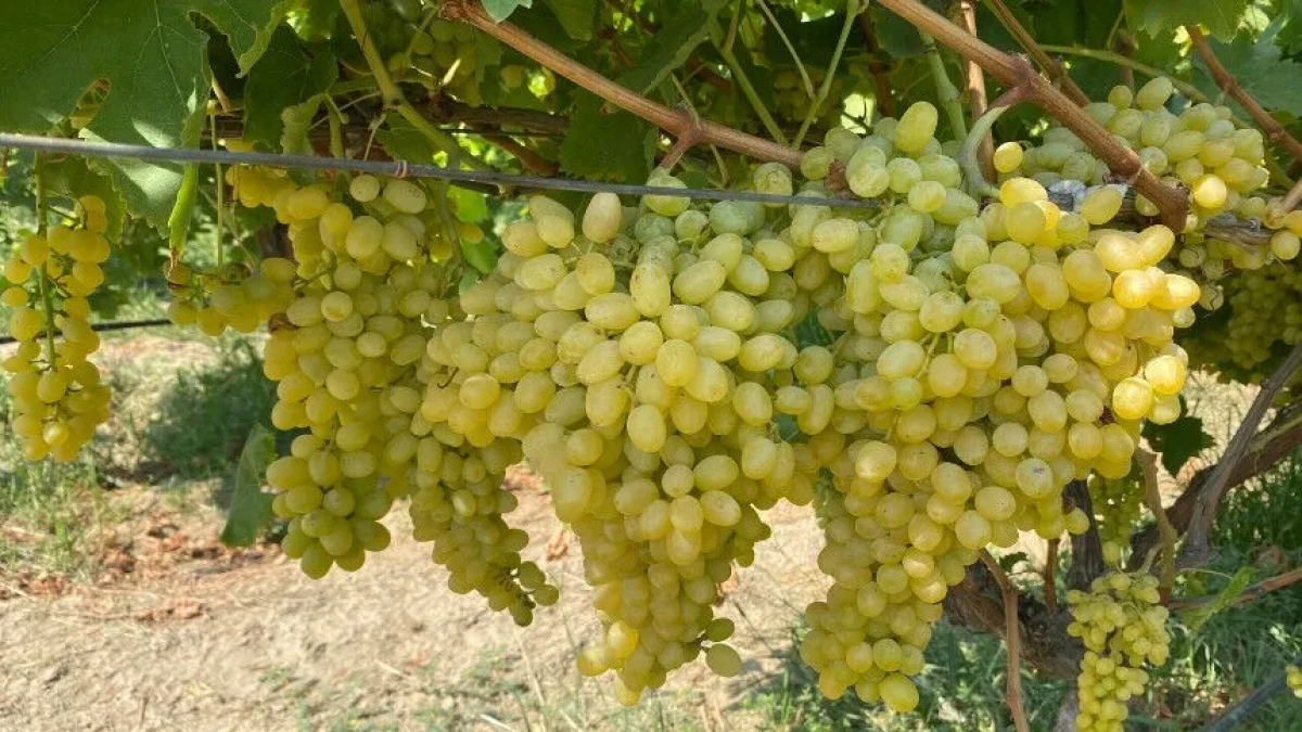 resim-2025-09-16-135613817