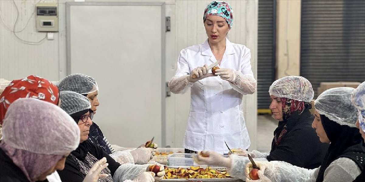 zeynep-durak-kurutma-tesisi