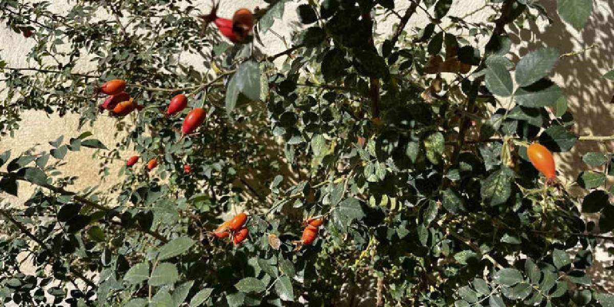 bayburtta-kusburnu-1