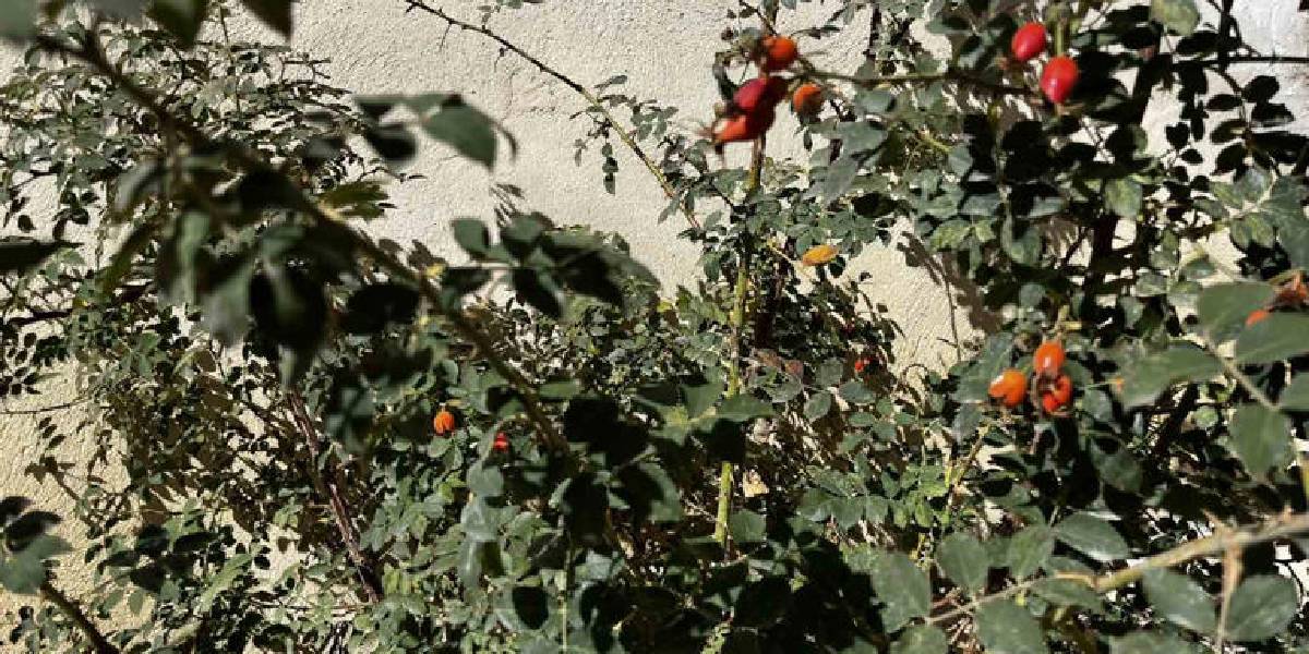 bayburtta-kusburnu-2