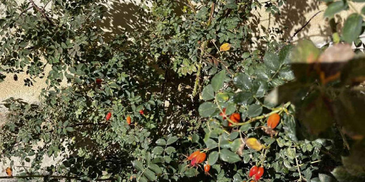 bayburtta-kusburnu-3