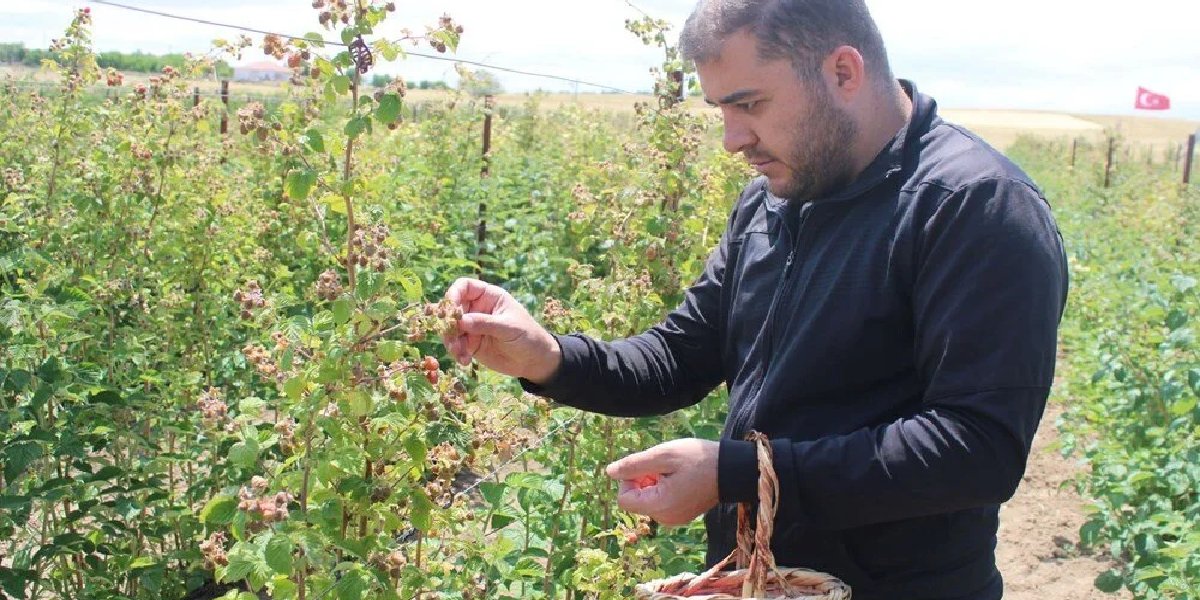 cetin-demir-ahududu-kayseri
