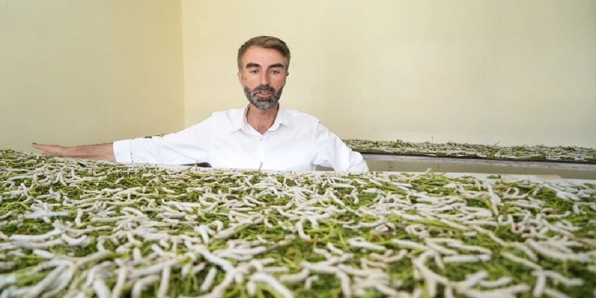 ipek-bocegi-yetistiriciligi-halil-koc-mus