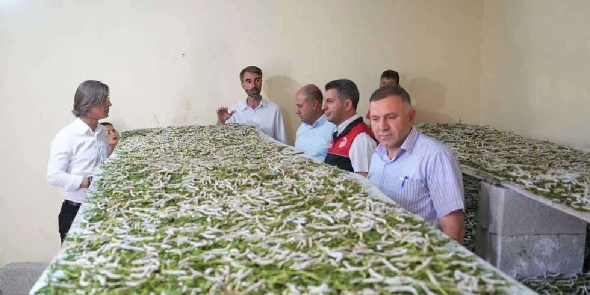 ipek-bocegi-yetistiriciligi