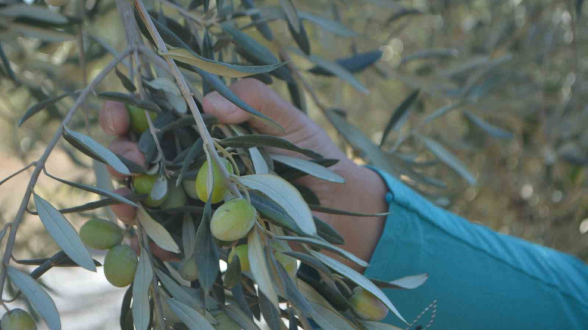 resim-2025-09-20-144420133