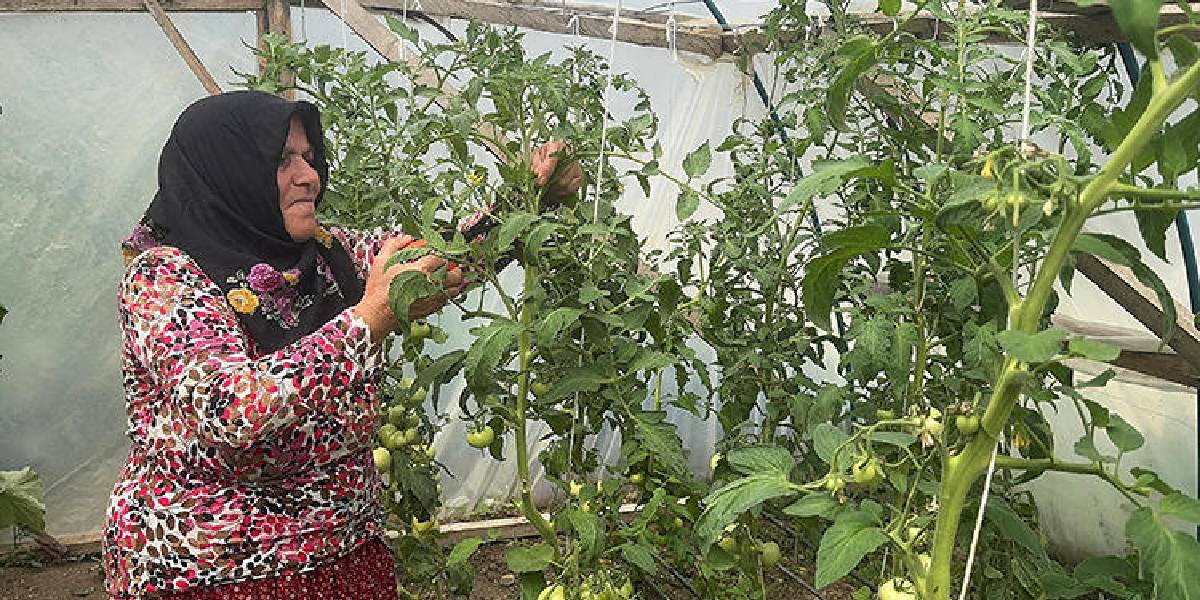 giresunda-seracilik-1