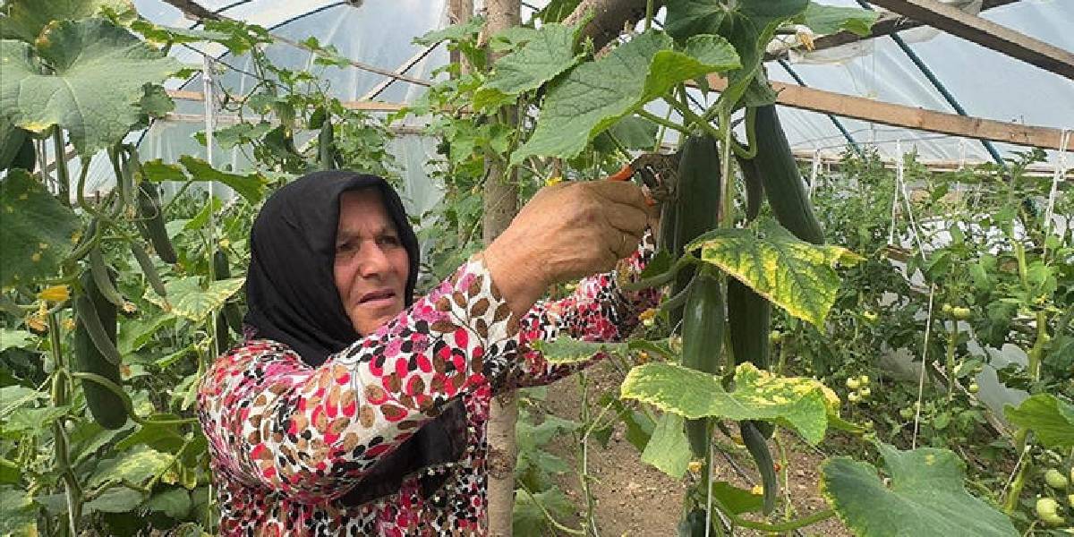 giresunda-seracilik-2