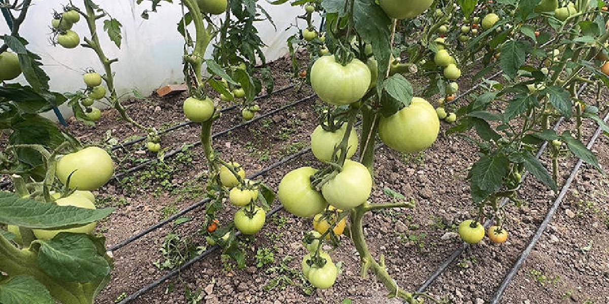 giresunda-seracilik-3