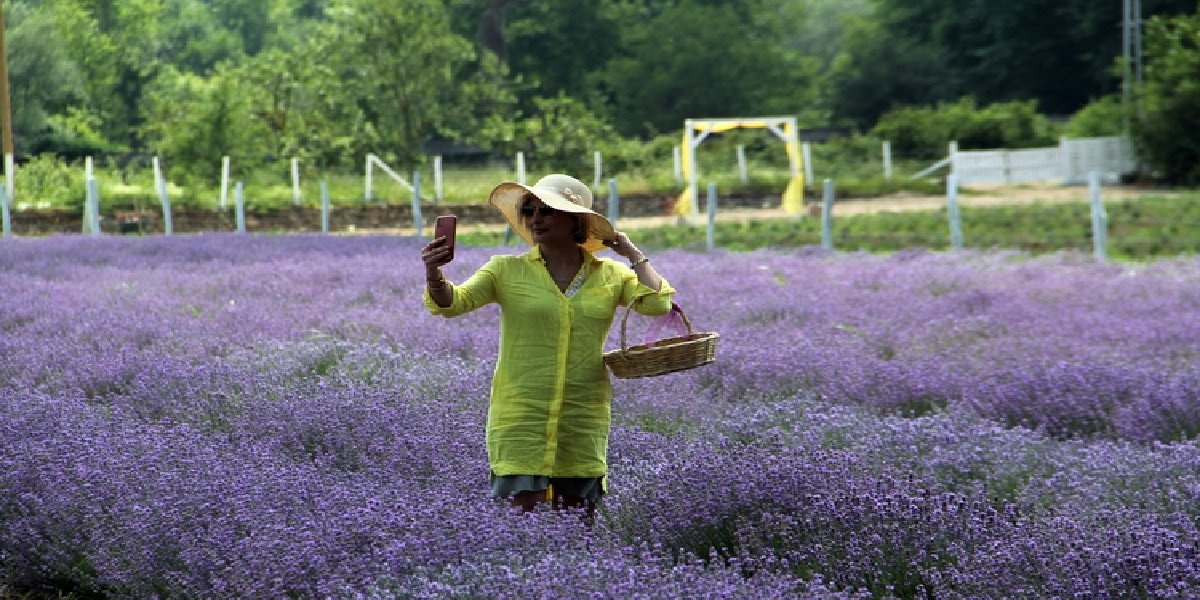 filiz-ozdemir-lavanta