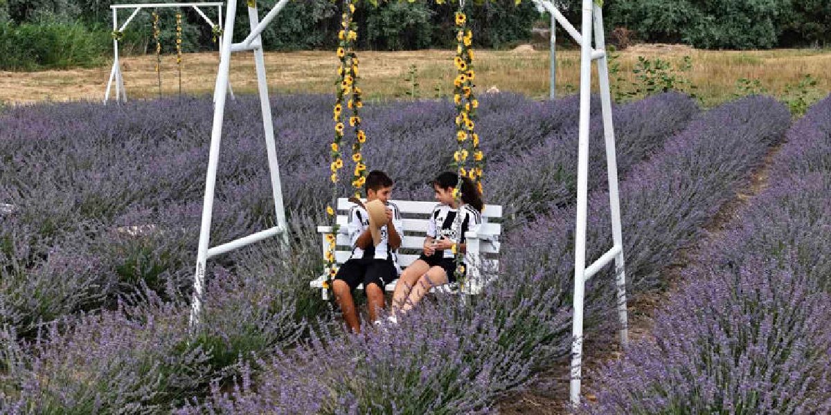 niyazi-selvi-lavanta