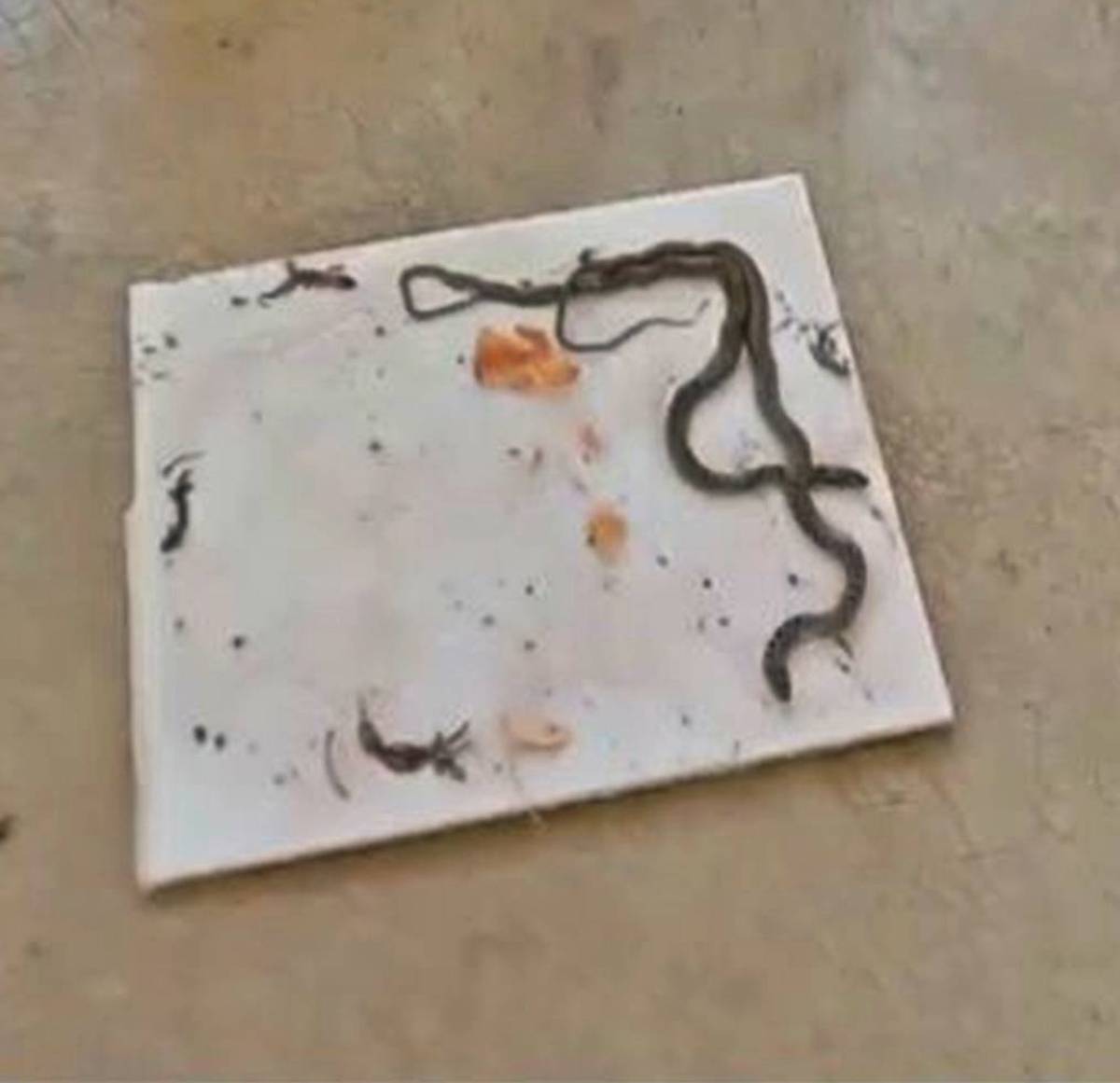 yilanlar-gelmemesi-icin-ne-yapmali-yilan-nasil-kovulur-8