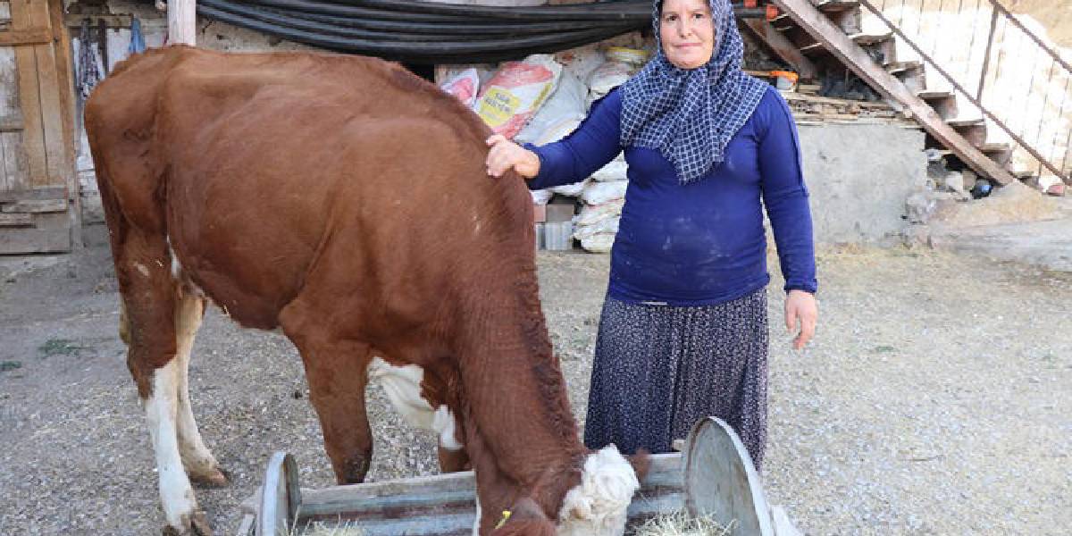 yozgatta-hayvancilik-1