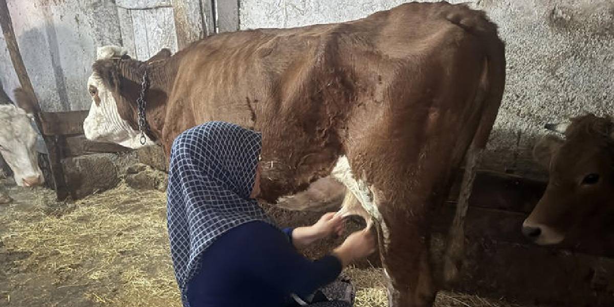 yozgatta-hayvancilik-2