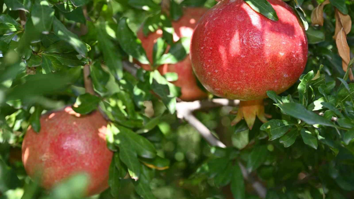 resim-2025-09-26-134257873