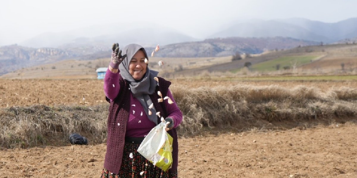 aliye-gullu-sarimsak