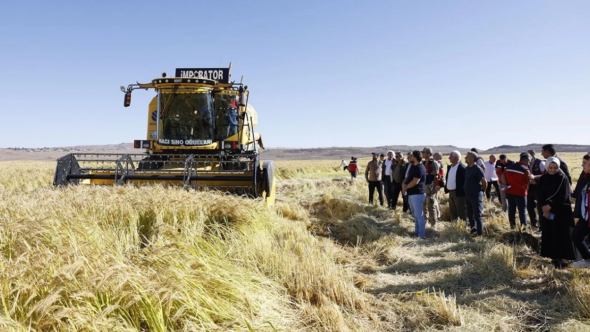 cografi-isarete-sahip-urunde-hasat-basladi-diyarbakirin-gozbebegi-3-bin-650-ton-rekolte-bekleniyor.jpg