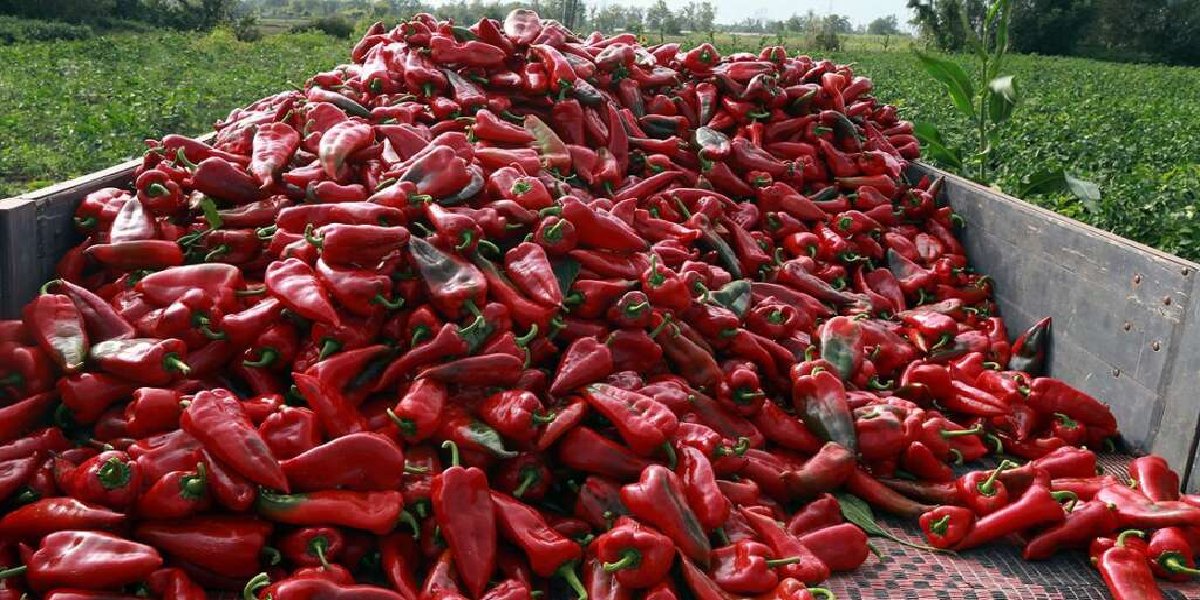kirmizi-biber.jpg