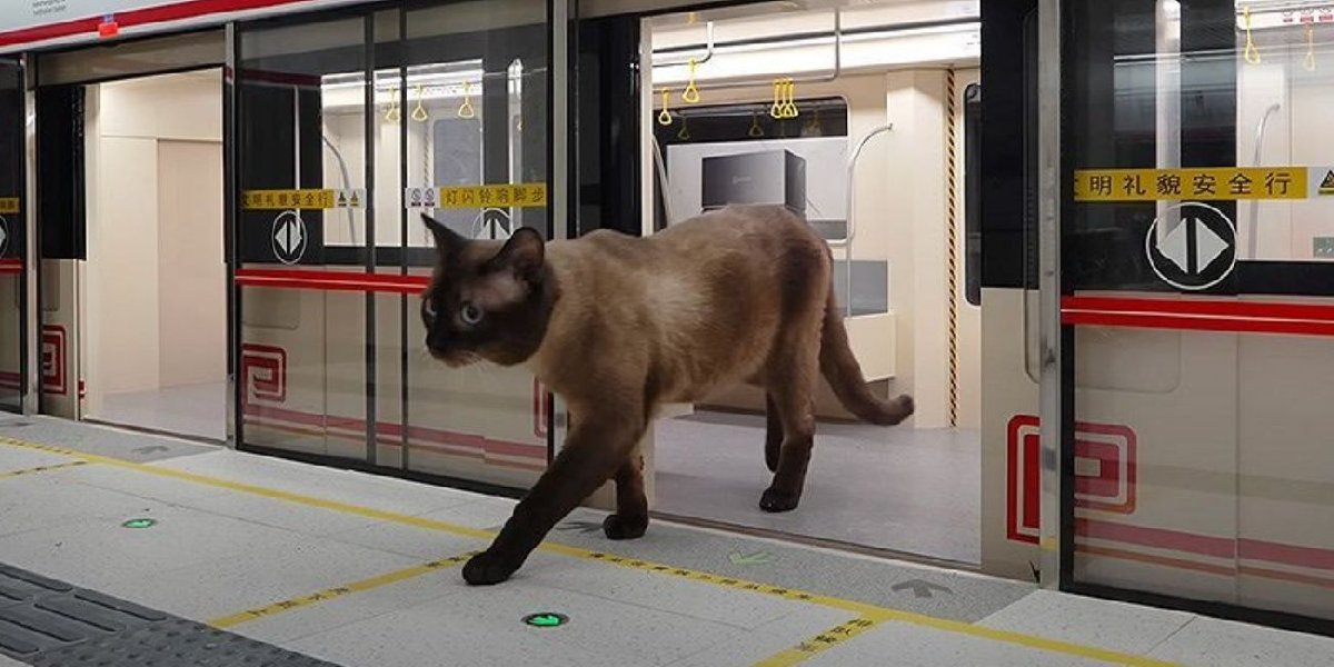 kedi-metrosu.jpg