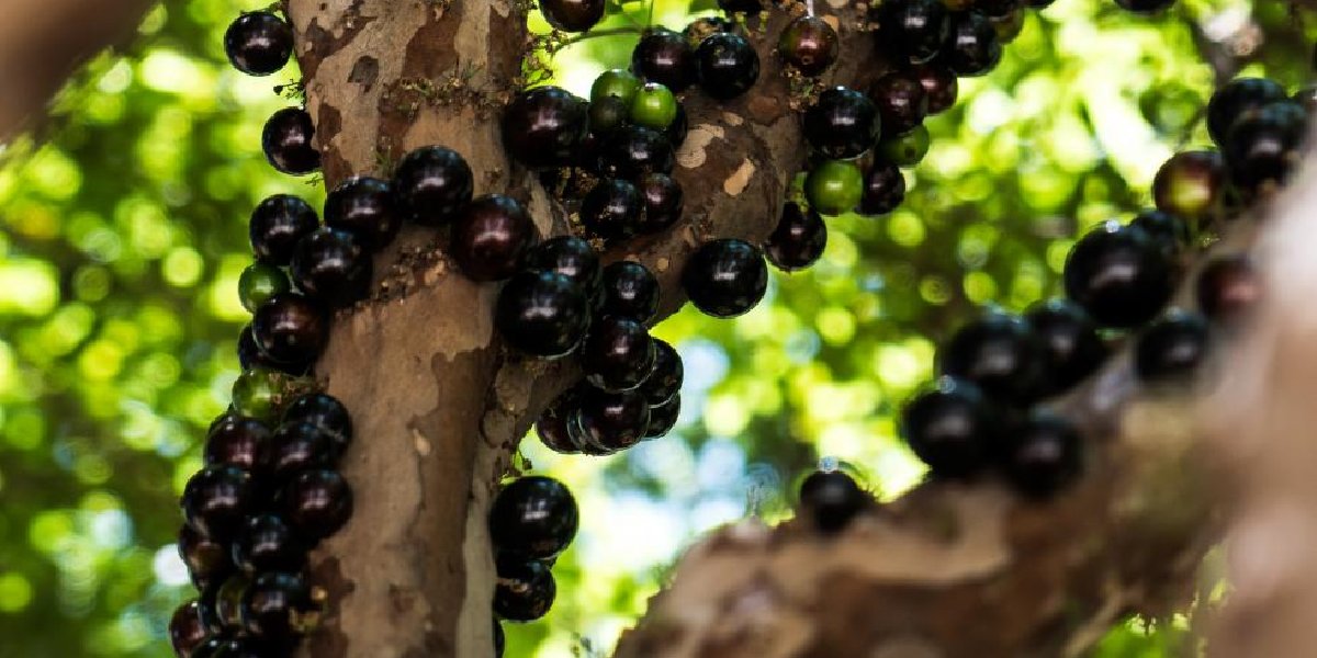 jabuticaba-1.jpg
