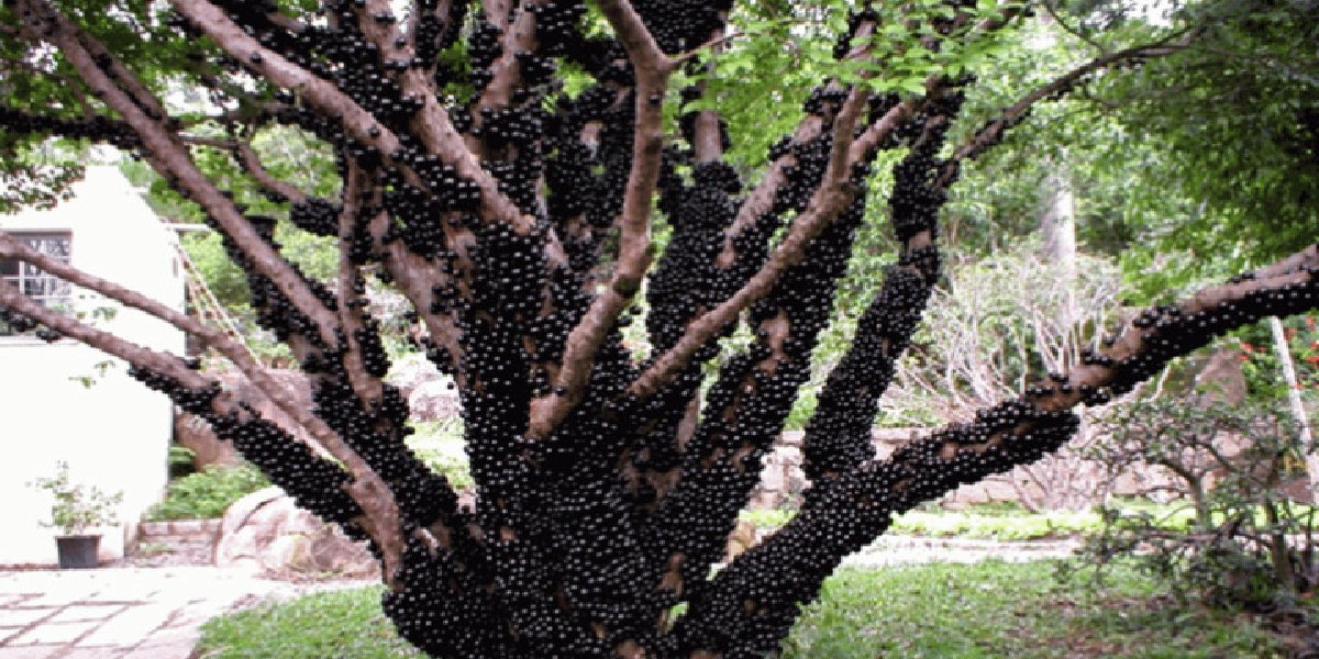 jabuticaba.jpg