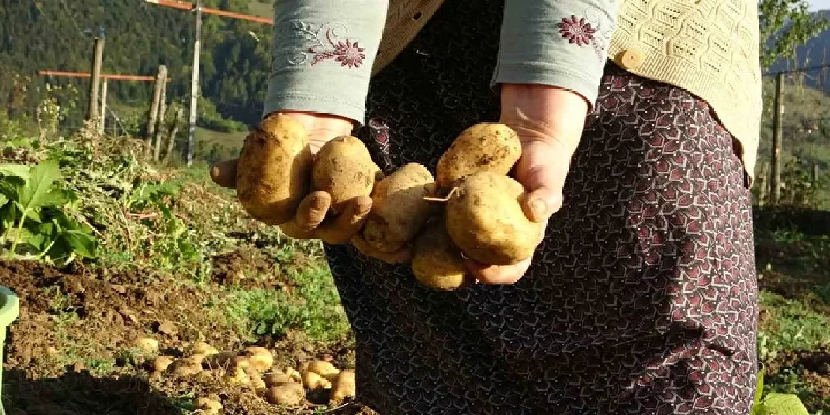 patates-1.jpg