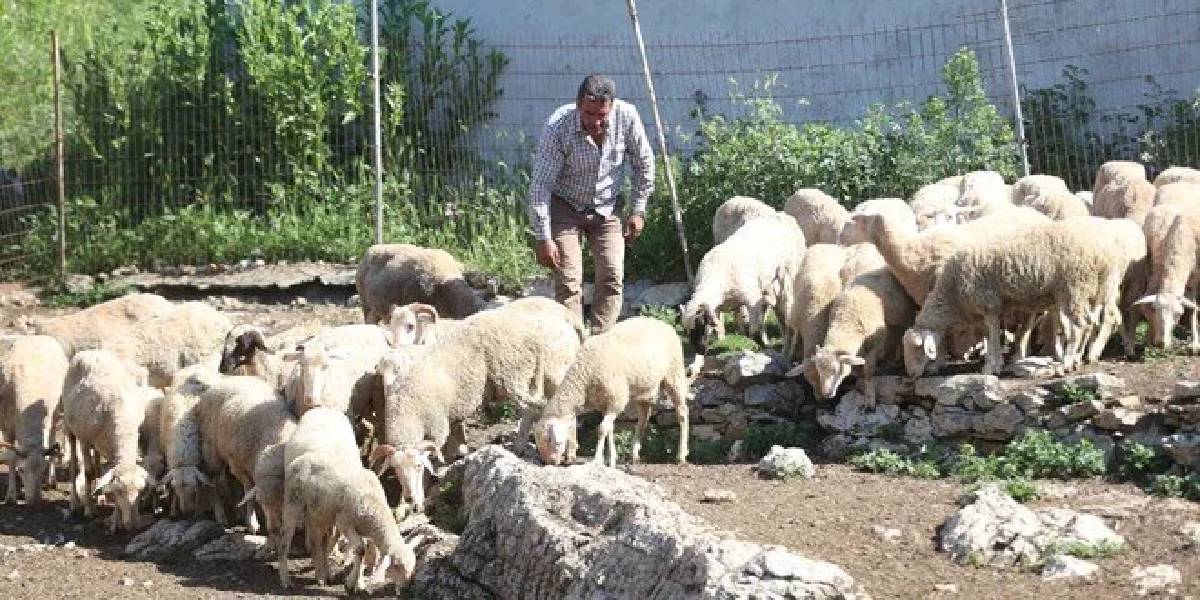 kirklarelinde-hayvancilik-yapan-2.jpg