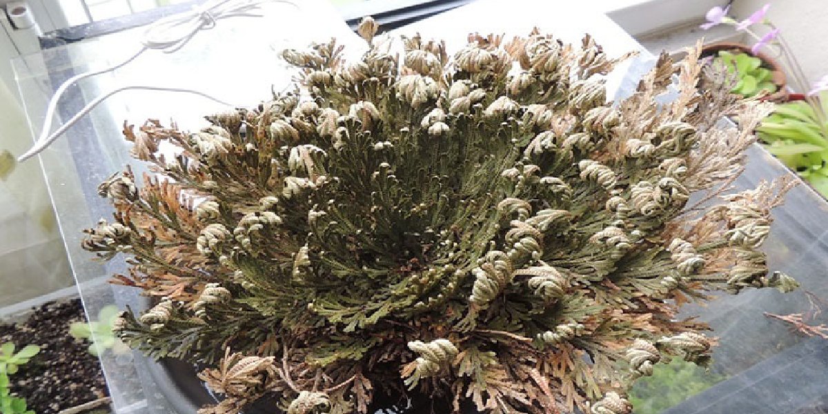 dirilis-bitkisi.jpg dirilis-bitkisi.jpg